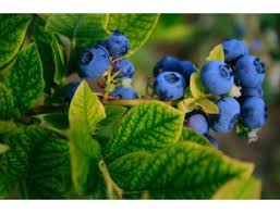 Attēlu rezultāti vaicājumam “Vaccinium myrtillus fruit”