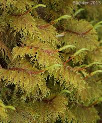 Attēlu rezultāti vaicājumam “Hylocomium splendens sporophyte”