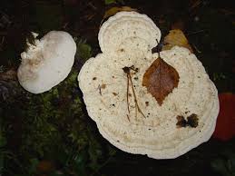 Attēlu rezultāti vaicājumam “Postia guttulata”