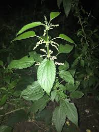 Attēlu rezultāti vaicājumam “Urtica dioica”