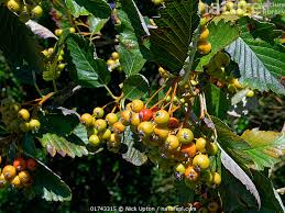 Attēlu rezultāti vaicājumam “Sorbus aria”