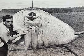 Image result for Gymnura altavela