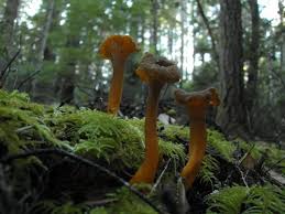 Attēlu rezultāti vaicājumam “Cantharellus lutescens”