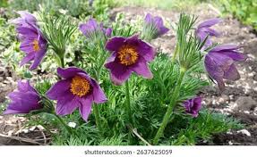 Attēlu rezultāti vaicājumam “Pulsatilla patens”