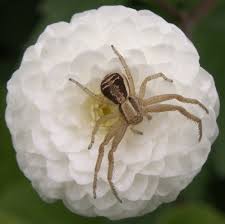 Attēlu rezultāti vaicājumam “Xysticus ulmi”