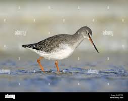 Image result for Tringa erythropus