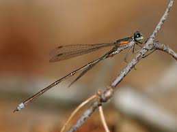 Attēlu rezultāti vaicājumam “Lestes virens”