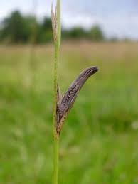 Attēlu rezultāti vaicājumam “Claviceps purpurea”