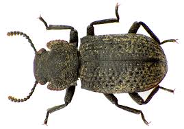 Attēlu rezultāti vaicājumam “Bolitophagus reticulatus”