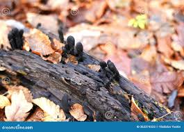 Attēlu rezultāti vaicājumam “Xylaria longipes”