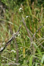 Attēlu rezultāti vaicājumam “Galium elongatum”