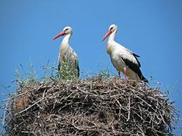 Attēlu rezultāti vaicājumam “Ciconia ciconia”