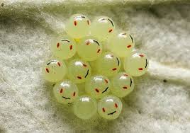Attēlu rezultāti vaicājumam “Pentatomidae eggs”