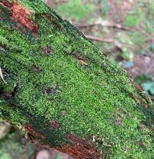 Attēlu rezultāti vaicājumam “Cephalozia bicuspidata sporophyte”