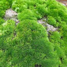 Attēlu rezultāti vaicājumam “Bryum caespiticium”