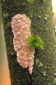 Attēlu rezultāti vaicājumam “Radulomyces confluens”