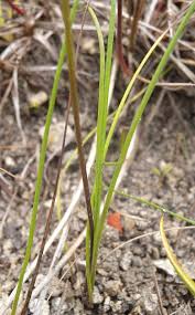 Attēlu rezultāti vaicājumam “Triglochin palustre fruit”