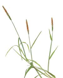 Attēlu rezultāti vaicājumam “Alopecurus aequalis flower”