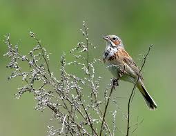 Image result for Emberiza fucata