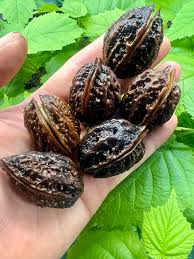 Attēlu rezultāti vaicājumam “Juglans mandshurica male flower”