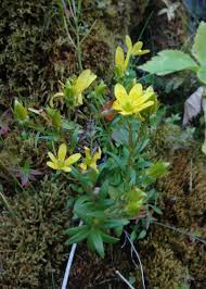 Attēlu rezultāti vaicājumam “Saxifraga hirculus”