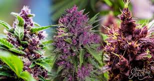 Attēlu rezultāti vaicājumam “Viola rupestris bud”