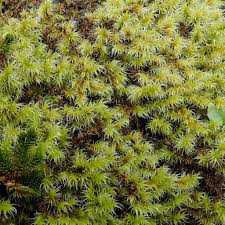 Attēlu rezultāti vaicājumam “Racomitrium canescens”