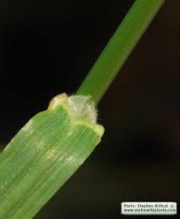 Attēlu rezultāti vaicājumam “Bromus hordeaceus subsp. hordaceus fruit”