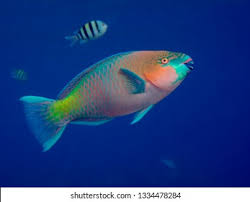 Image result for Scarus ferrugineus