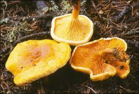 Attēlu rezultāti vaicājumam “Hygrophoropsis aurantiaca”