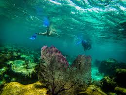 Image result for East Snorkellers