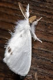 Attēlu rezultāti vaicājumam “Euproctis similis”