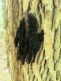 Attēlu rezultāti vaicājumam “Diderma chondrioderma”