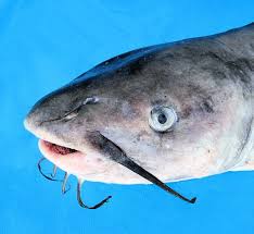 Image result for Ictalurus punctatus