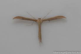 Attēlu rezultāti vaicājumam “Pterophoridae”