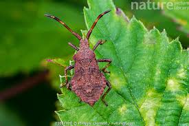Attēlu rezultāti vaicājumam “Coreus marginatus”