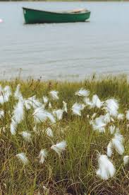 Attēlu rezultāti vaicājumam “Eriophorum gracile”