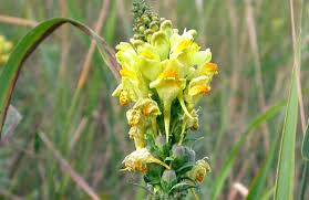 Attēlu rezultāti vaicājumam “Linaria loeselii”