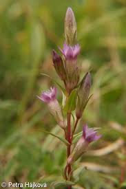 Attēlu rezultāti vaicājumam “Gentianella amarella”