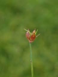 Attēlu rezultāti vaicājumam “Juncus bulbosus”