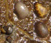 Attēlu rezultāti vaicājumam “Licea minima sessile”