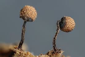 Attēlu rezultāti vaicājumam “Cribraria piriformis macro”