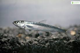 Image result for Coregonus albula