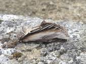 Attēlu rezultāti vaicājumam “Pheosia tremula”