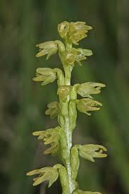 Attēlu rezultāti vaicājumam “Herminium monorchis flower”