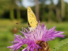 Attēlu rezultāti vaicājumam “Lycaena tityrus”
