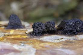 Attēlu rezultāti vaicājumam “Stemonitis fusca”