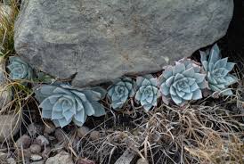 Attēlu rezultāti vaicājumam “Crassulaceae”