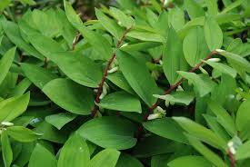 Attēlu rezultāti vaicājumam “Polygonatum odoratum”