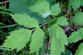 Image result for Christophskraut